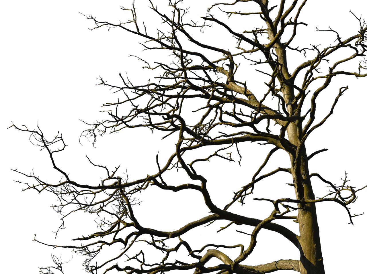 Bare Tree Against Night Sky