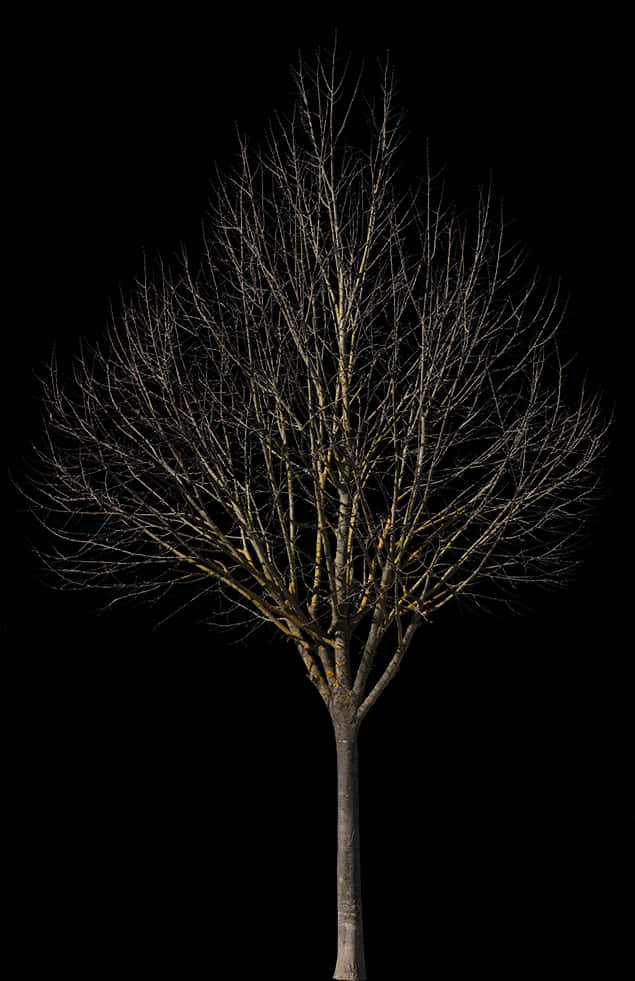 Bare Tree Against Night Sky PNG with transparent background