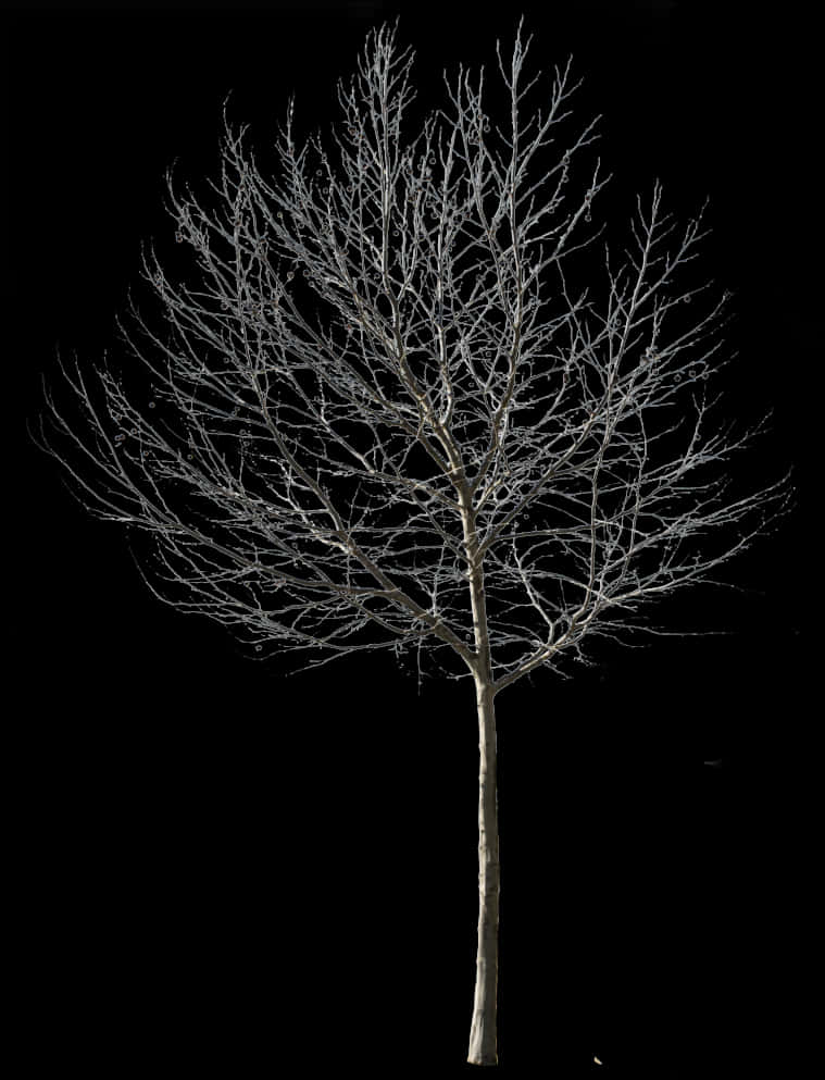 Bare Tree Against Night Sky