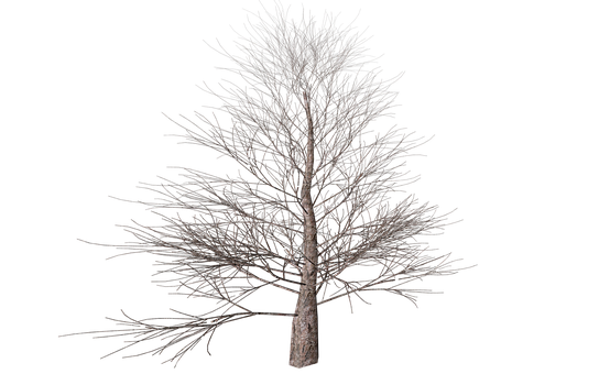 Bare Tree Against Night Sky PNG with transparent background