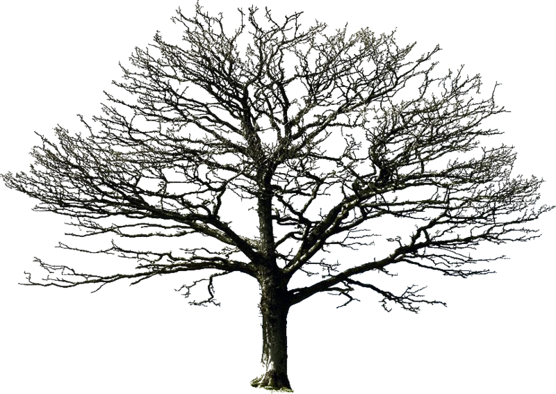 Bare Tree Png By Doloresminet - Transparent Background Dead Tree, Png Download PNG with transparent background