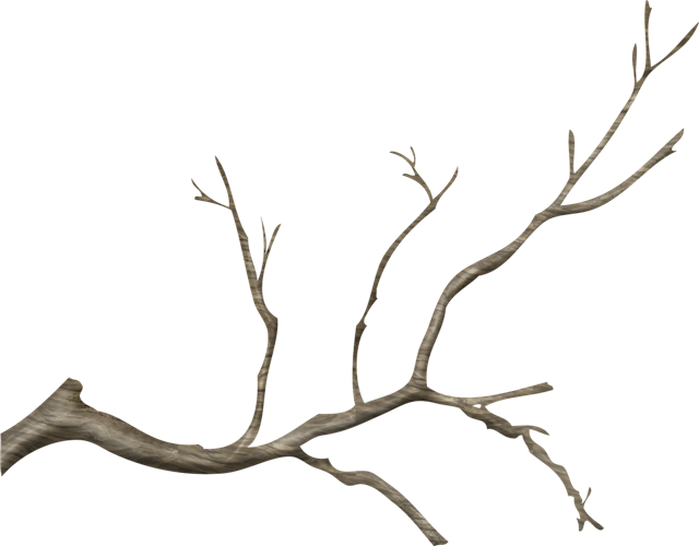 Bare Tree Branch Against Blue Sky PNG with transparent background