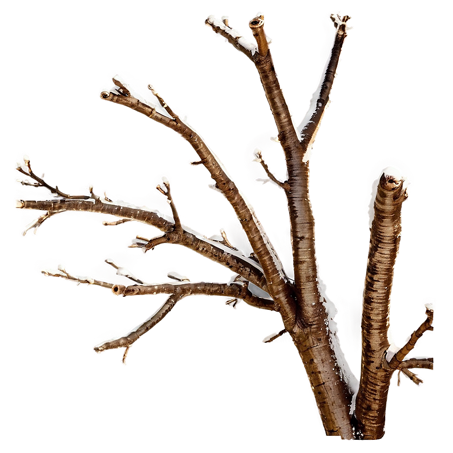 Bare Tree Branch Png Sms