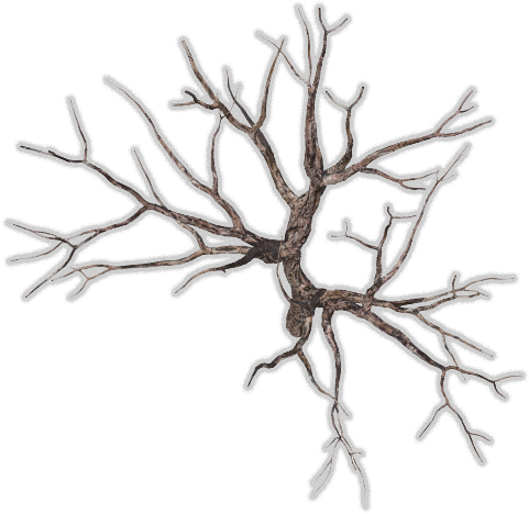 Dead Tree Top View, HD Png Download PNG with transparent background
