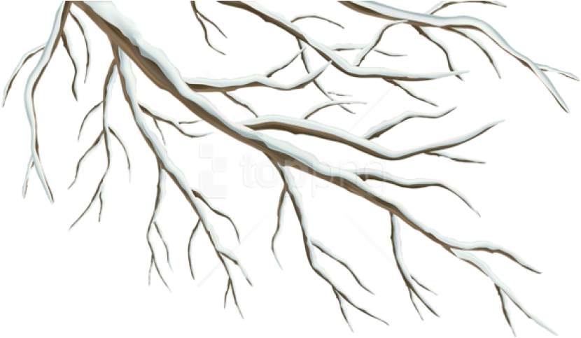 Bare_ Tree_ Branches_ Graphic PNG with transparent background