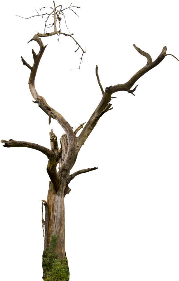 Bare Tree Branches Sky Background PNG with transparent background
