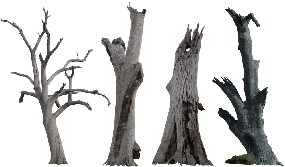 Dead Tree Pack - Dry Tree Trunk Png, Transparent Png PNG with transparent background