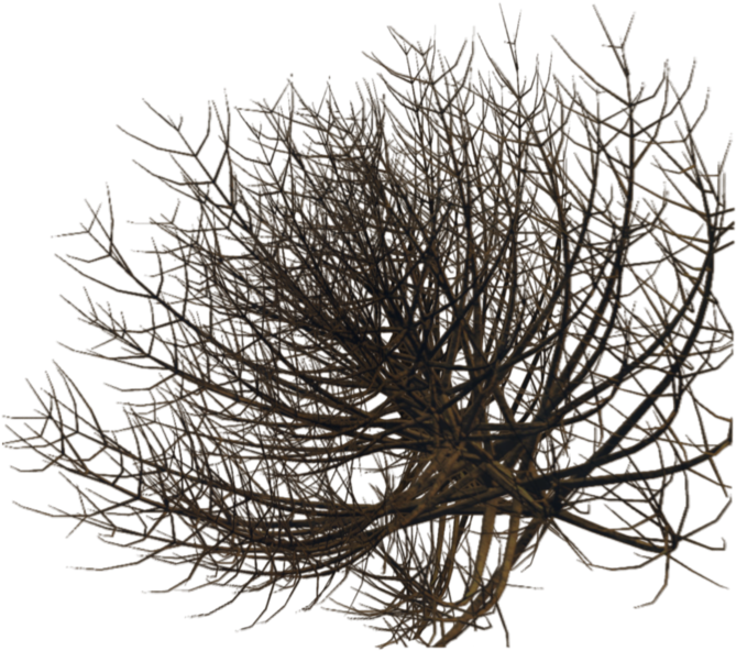 Transparent Desert Plant Png - Desert Plants Png, Png Download PNG with transparent background