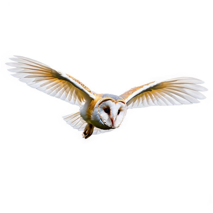 Barn Owl Gliding Png 74