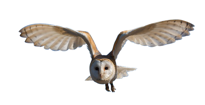 Barn Owl In Flight Against Black Background PNG with transparent background