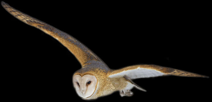 Barn Owl In Flight