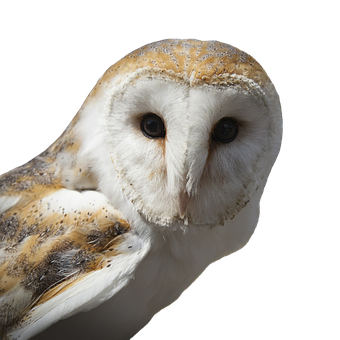 Barn Owl Portrait Black Background