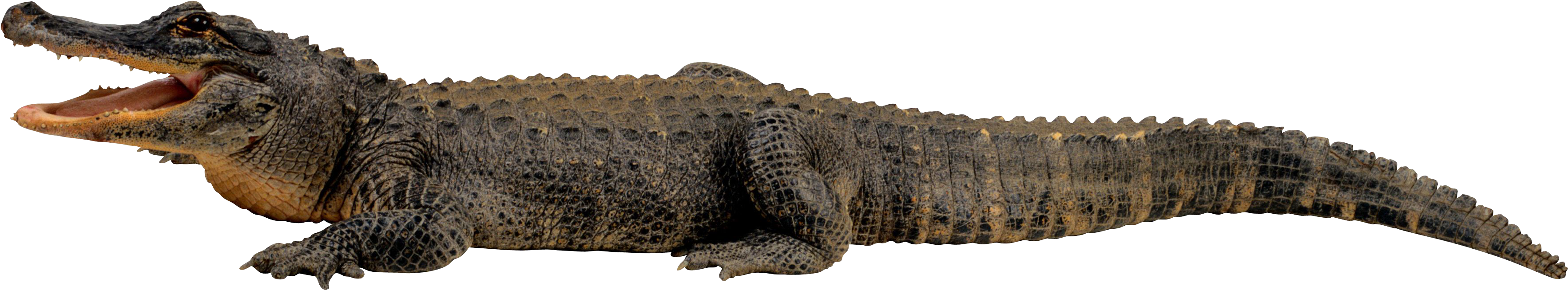 Basking Crocodile Transparent Background