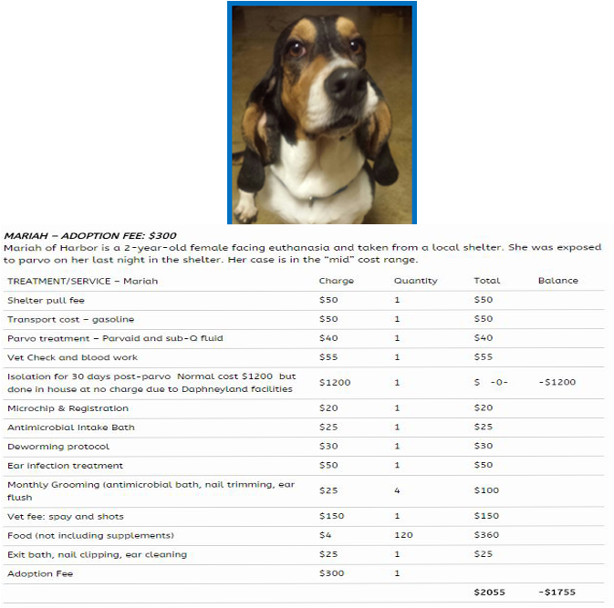 Basset Hound Adoption Feeand Costs