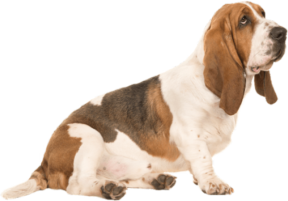 Basset Hound Sitting Pose