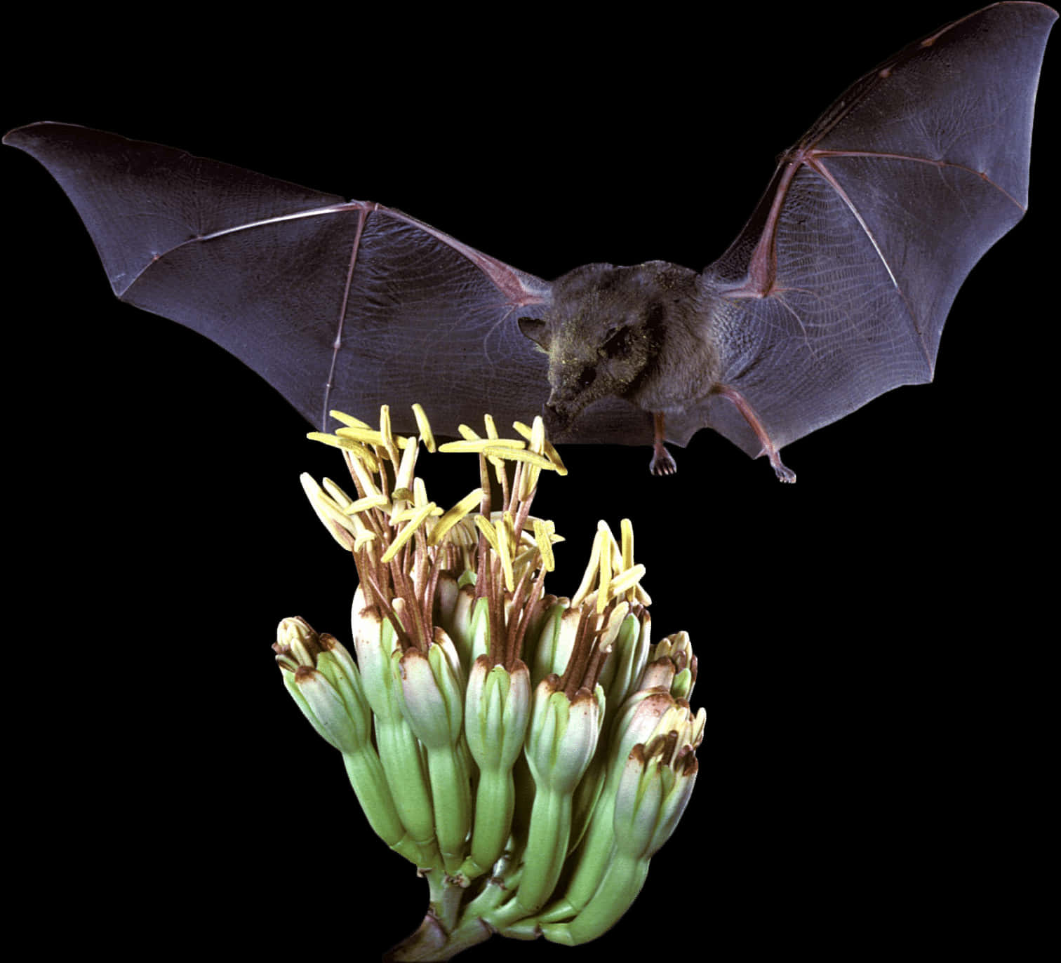 Bat_ Feeding_on_ Banana_ Blossom PNG with transparent background