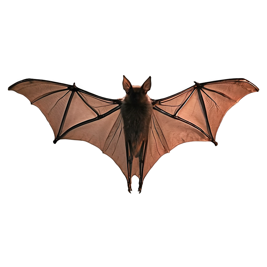 Bat Wing Spread Png 05232024