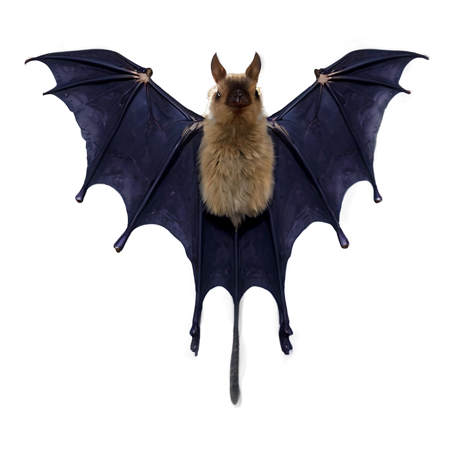 Bat Wing Spread Png 05232024