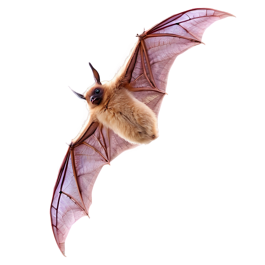 Bat Wing Spread Png Wsu