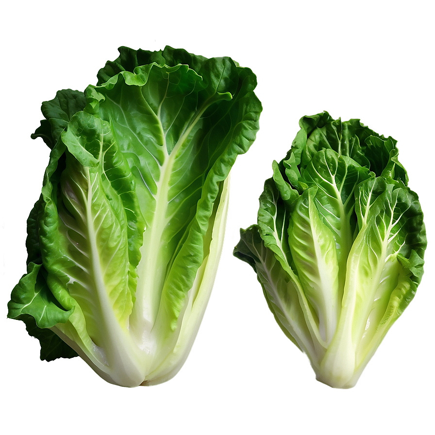 Batavia Lettuce Png Bis98