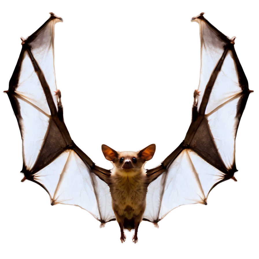 Bats Flying Formation Png Qth