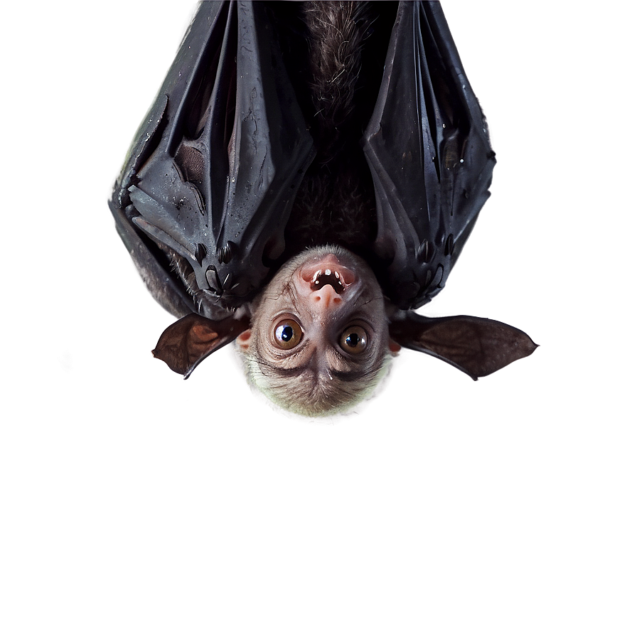 Bats Hanging Upside Down Png Yxa74