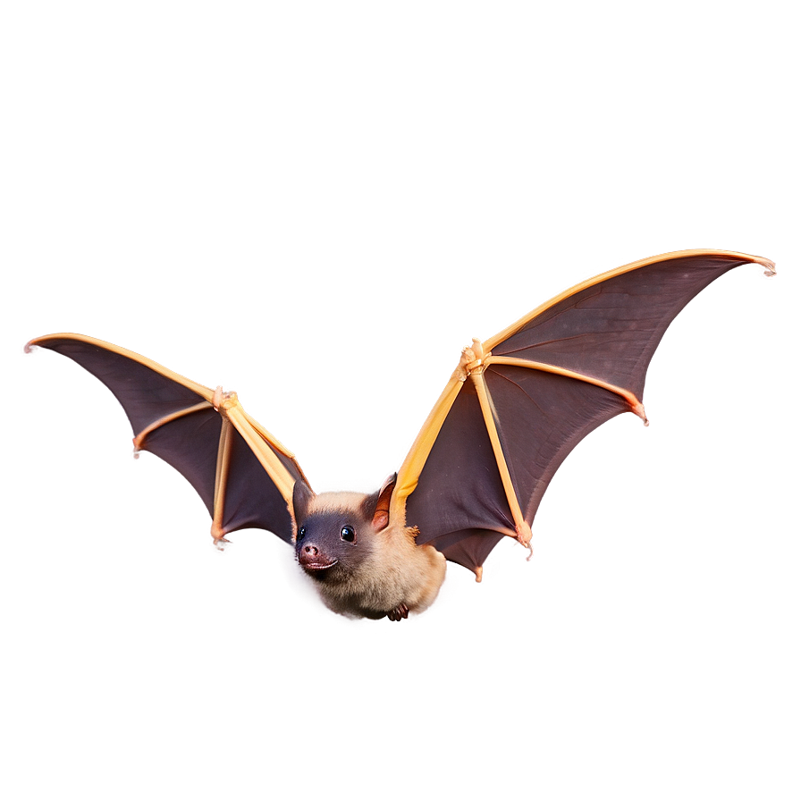 Bats Hovering In Sky Png 73