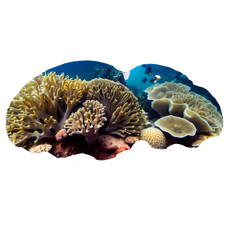 Beach Coral Reefs Png Wki