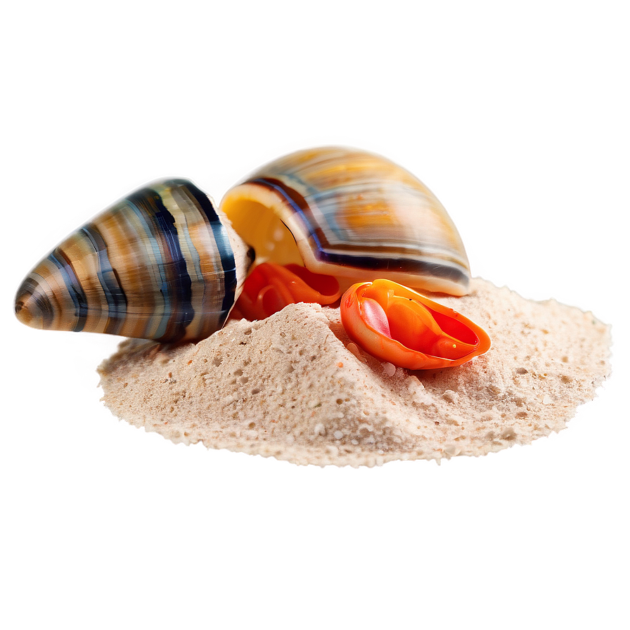 Beach Sand With Shellfish Png 06292024