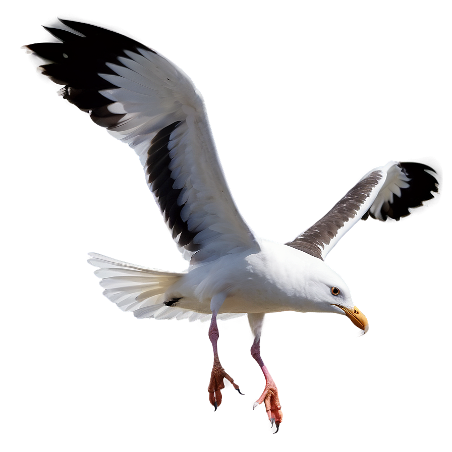 Beach Seagulls Fly Png Ahw82