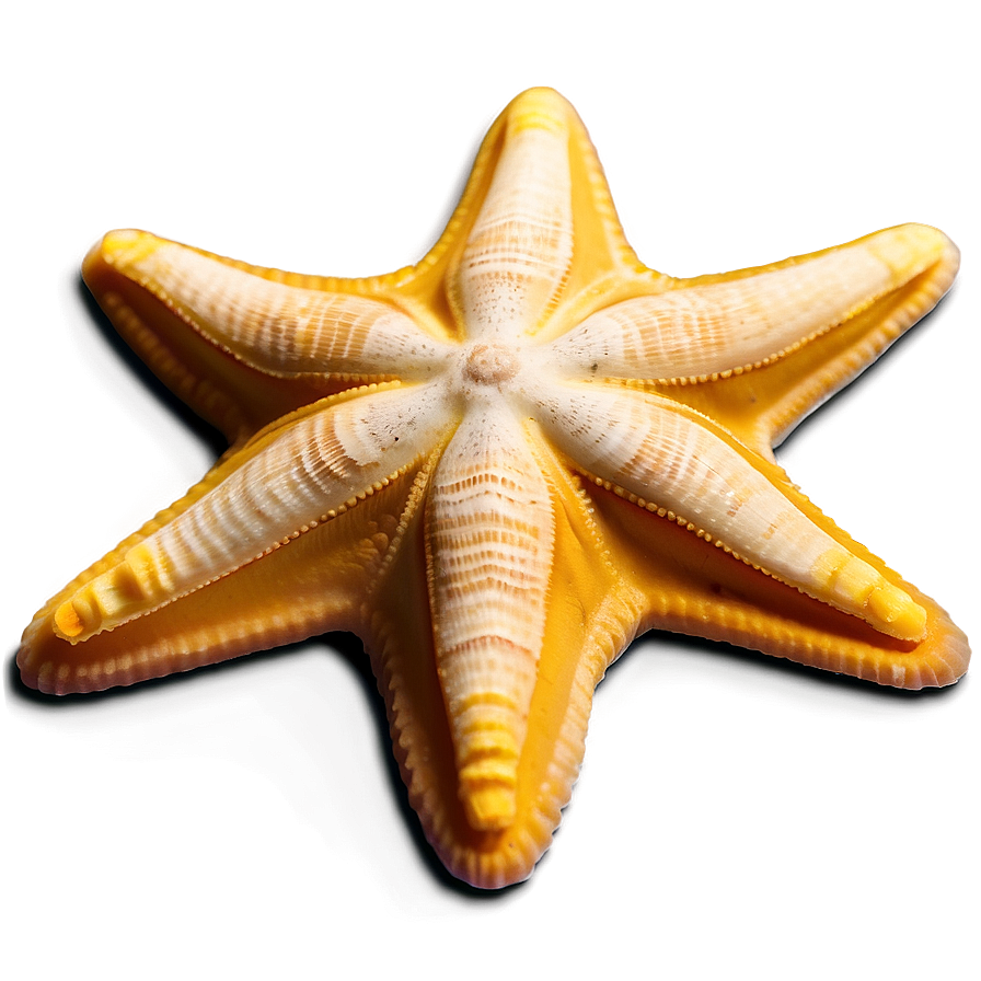 Beach Starfish Sands Png 06132024