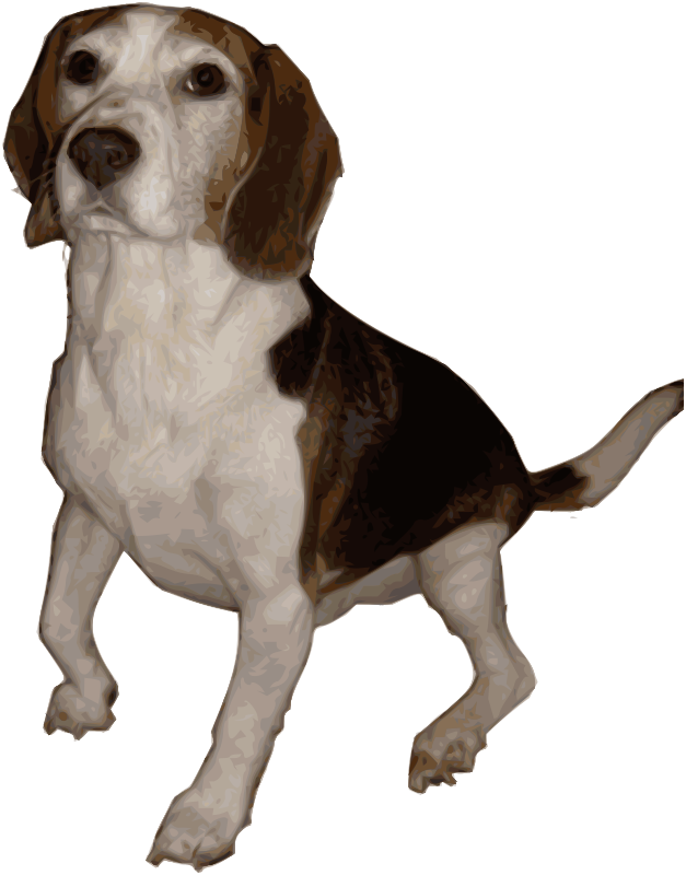 Beagle, Dog, Animal, Bred, Breed, Canine, Hunting - Perros De Caza Png, Transparent Png PNG with transparent background