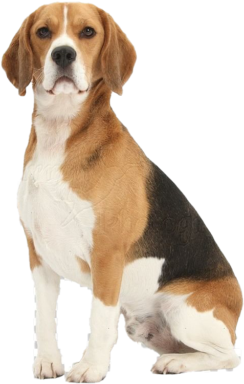 Beagle Dog Png Free Download - Beagle Dog Sitting Down, Transparent Png PNG with transparent background