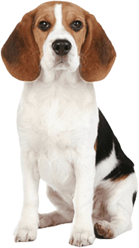 Beagle Dog Png Image - Beagle Dog Nose, Transparent Png PNG with transparent background