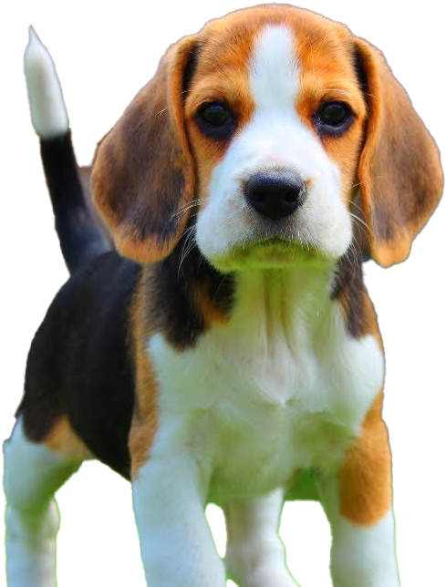 Beagle Dog Puppy Png Download Image - Loyal Breed Of Dog, Transparent Png PNG with transparent background