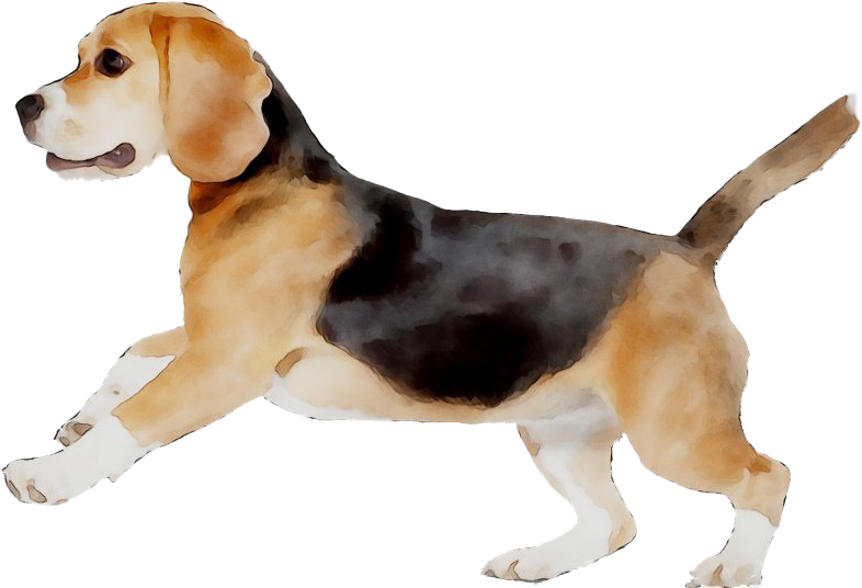 Beagle Png - American Foxhound, Transparent Png PNG with transparent background