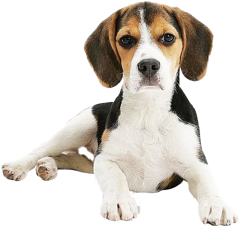 Beagle Png Clipart - Beagle-harrier, Transparent Png PNG with transparent background