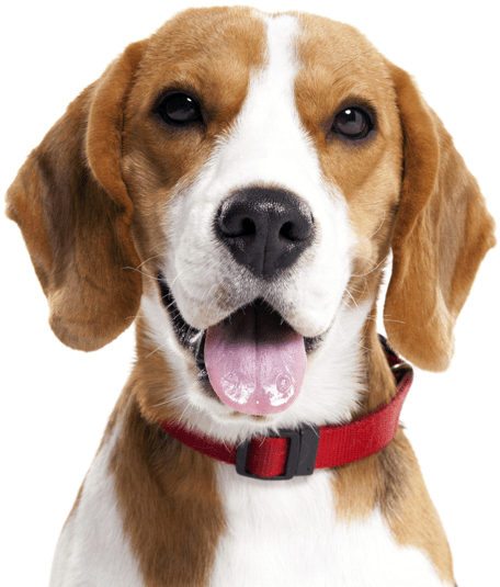 Beagle Png, Transparent Png PNG with transparent background