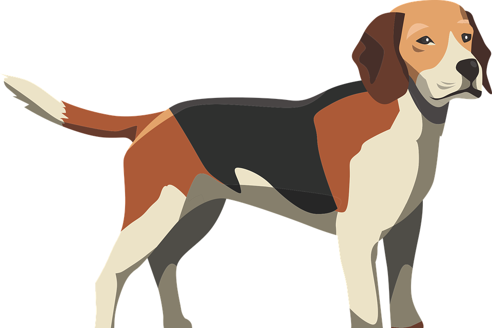 Beagle Standing Side View