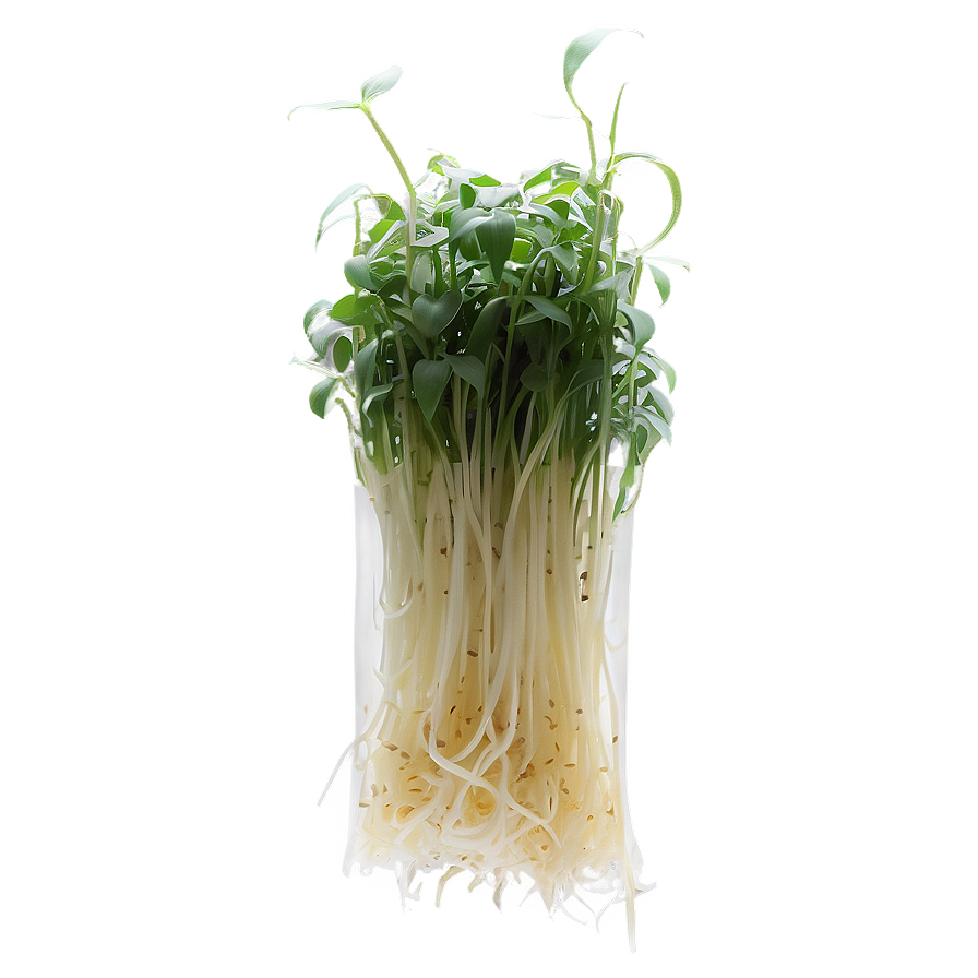 Bean Sprout Png Bia