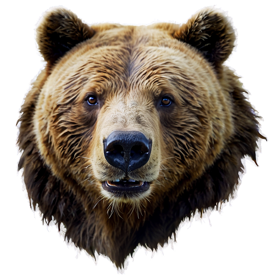 Bear Face A