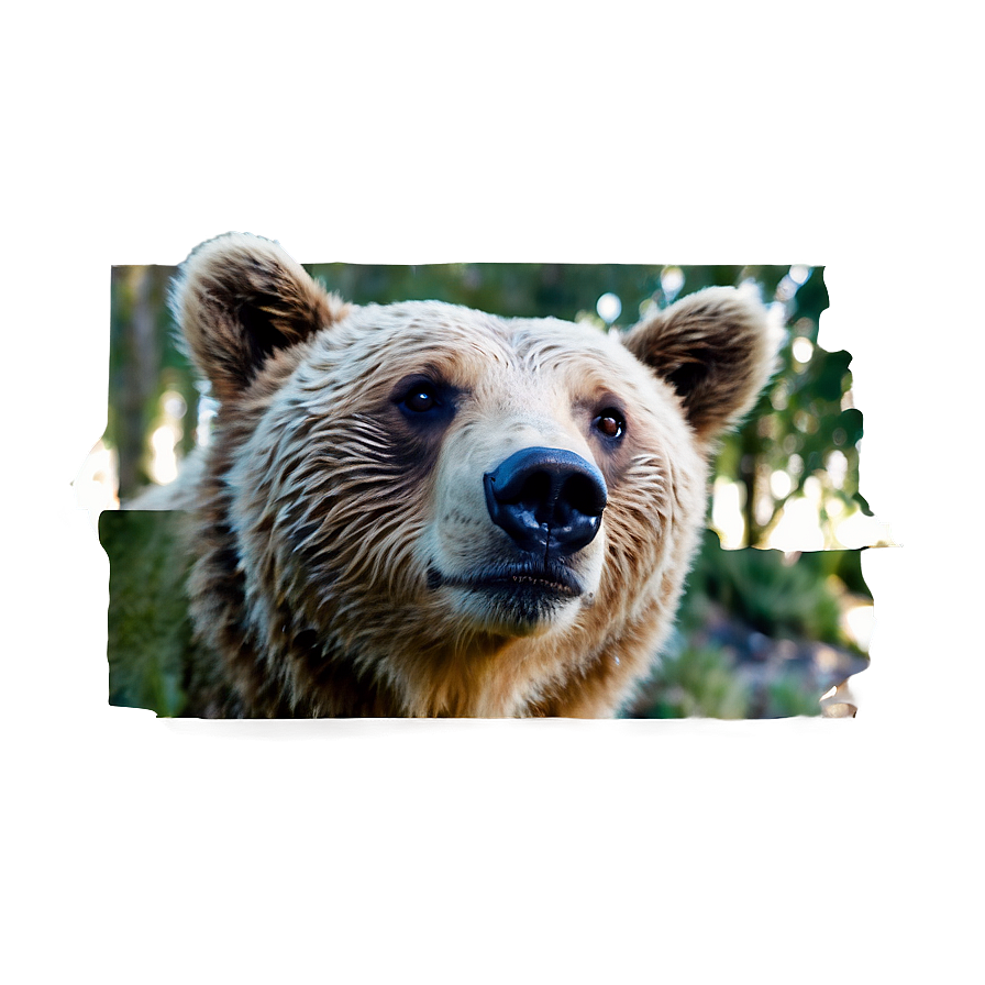 Bear Face In Nature Png 06292024