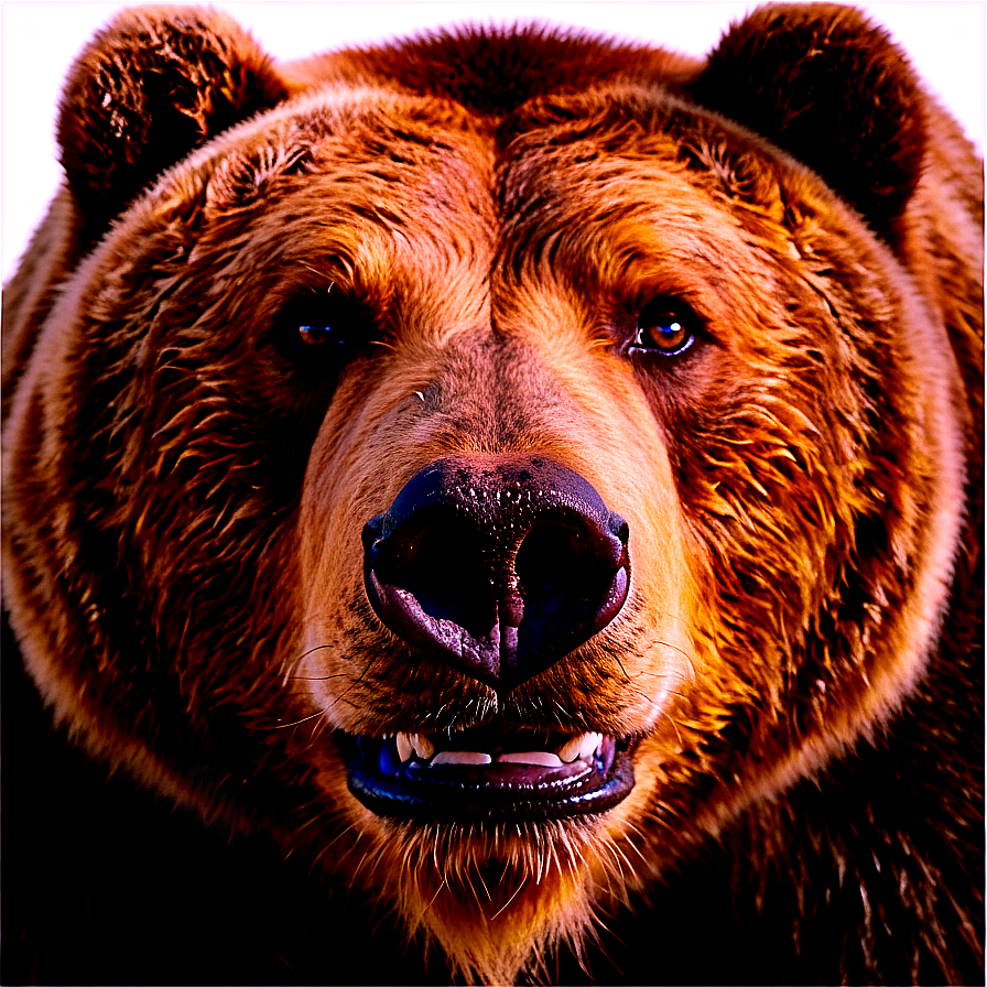 Bear Face On White Background Png Fer31