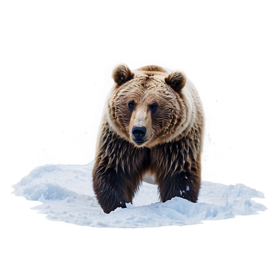 Bear In Snow Png 27