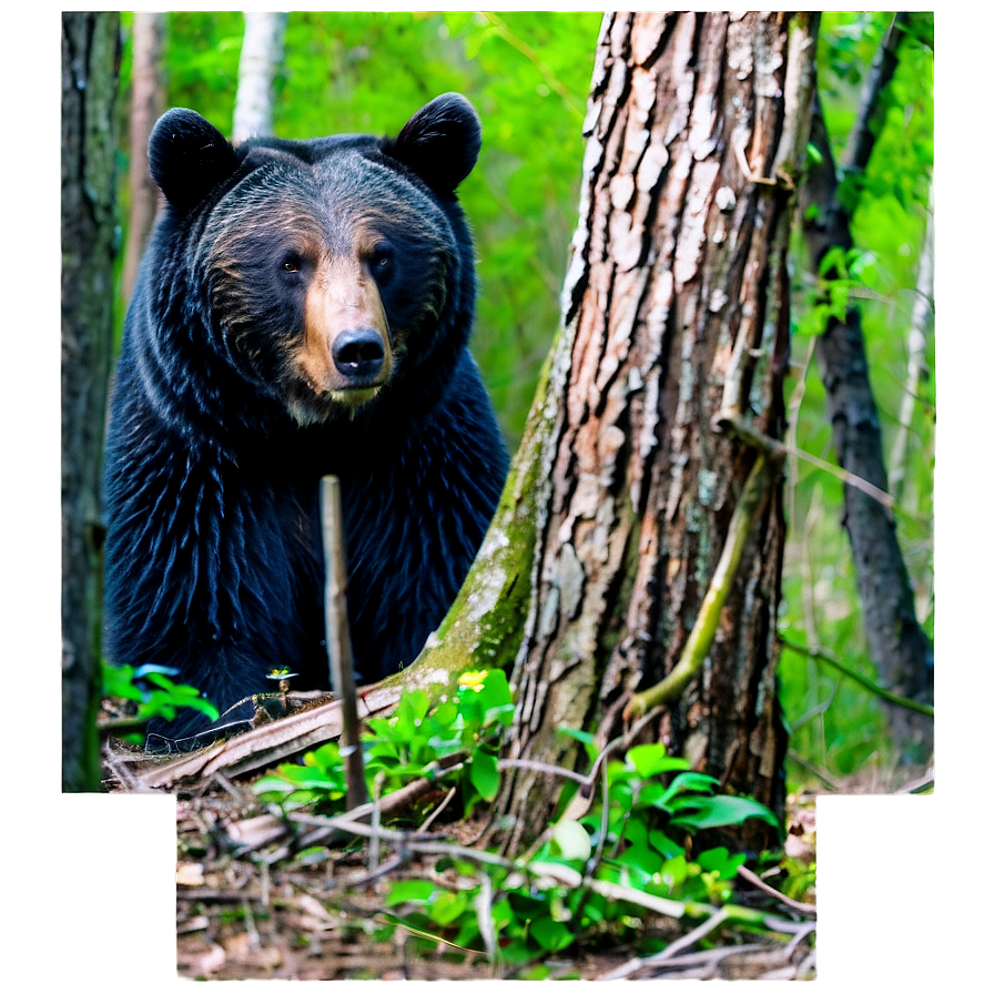 Bear In The Woods Png 05032024