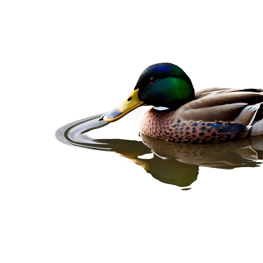 Beautiful Mallard Duck Png Pmf