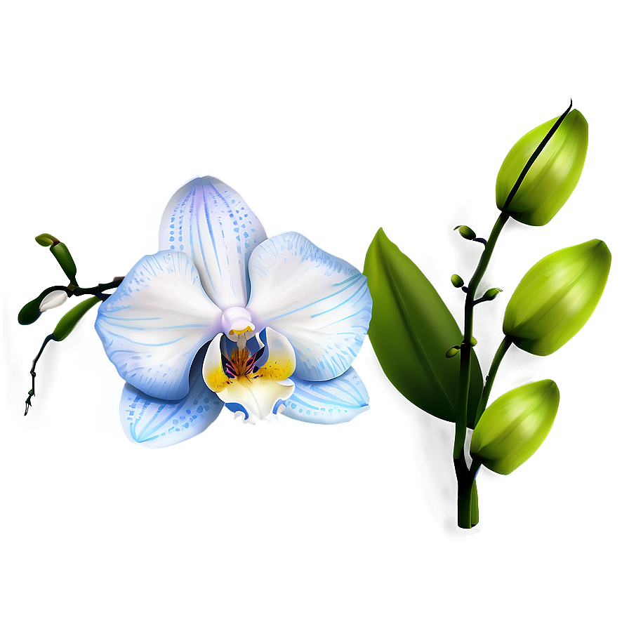 Beautiful Orchid PNG tge PNG with transparent background