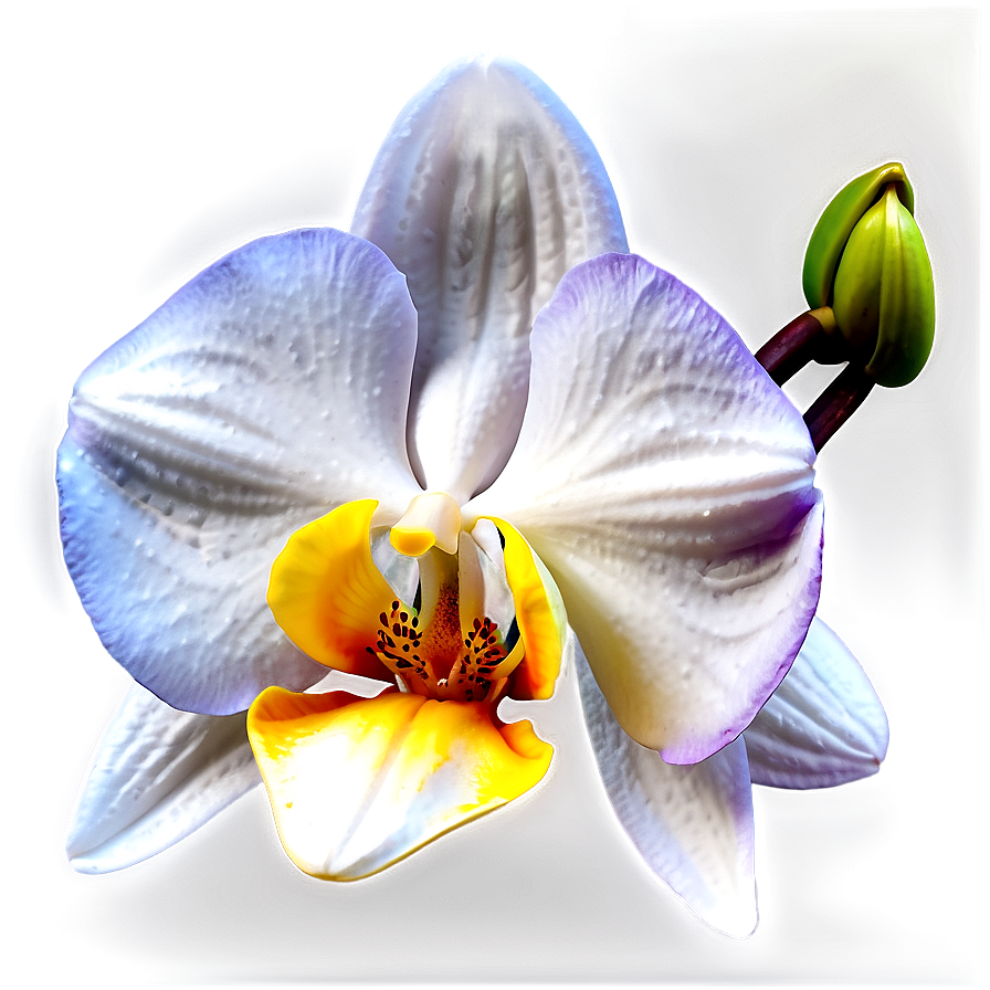 Beautiful Orchid PNG weo12 PNG with transparent background