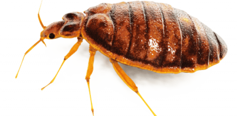 Bedbug_ Closeup_ View