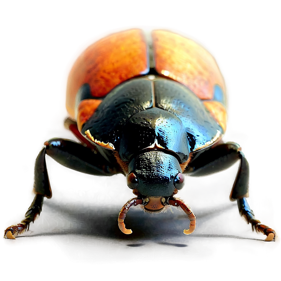 Beetle Crawling PNG xnn PNG image with a transparent background, free high-resolution download